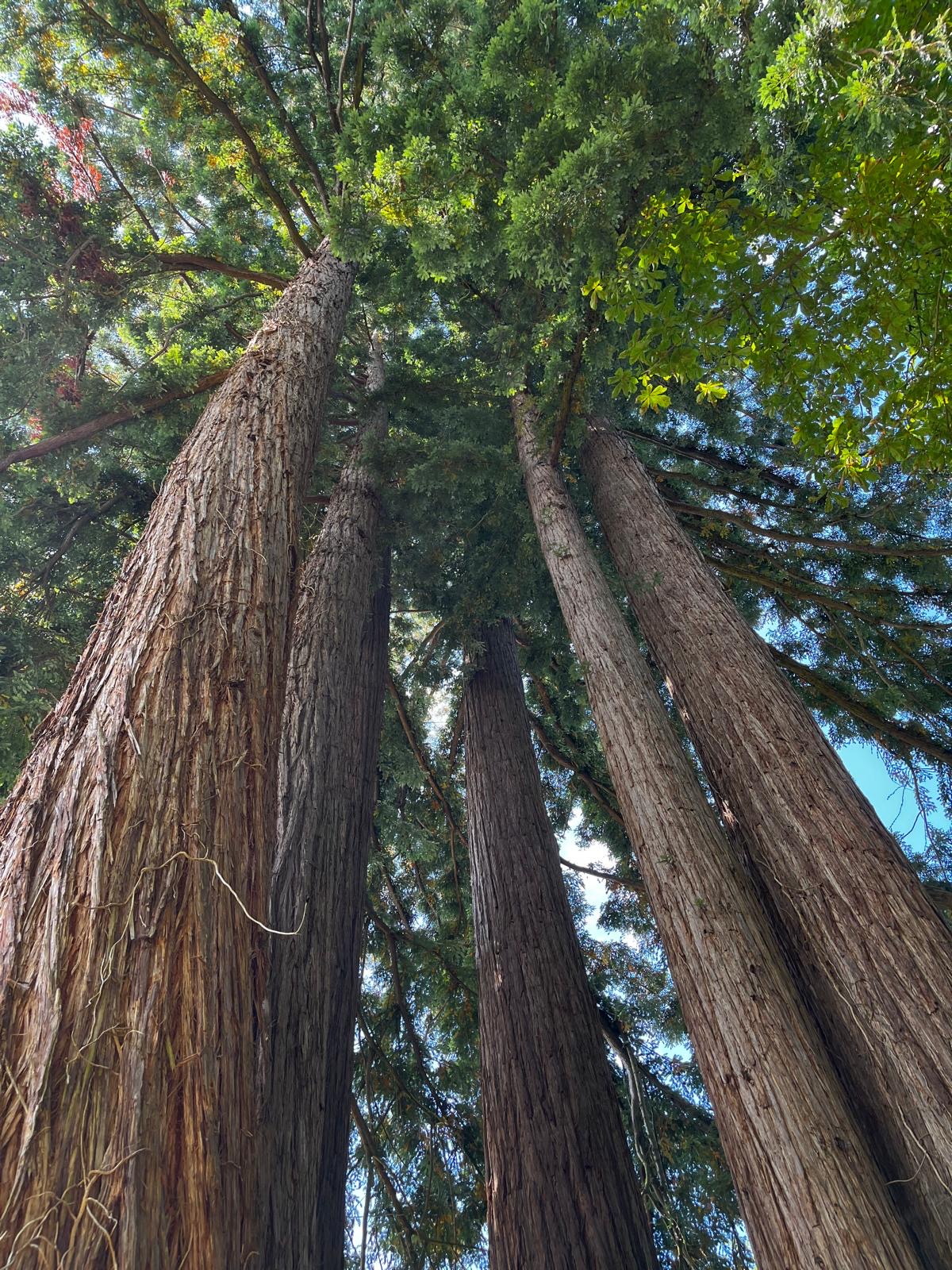 Oranga trees